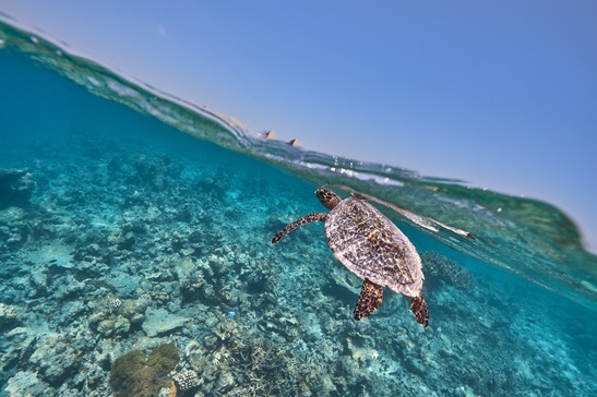 Ma'an - Support Sea Turtle Conservation